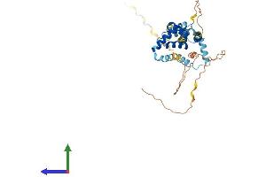 AlphaFold protein structure predicition of Mouse Recombinant Pbx4 Protein, UniprotID Q99NE9