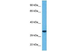 Host:  Rabbit  Target Name:  SLC25A32  Sample Tissue:  Human 786-0 Whole Cell  Antibody Dilution:  1ug/ml (SLC25A32 anticorps  (N-Term))