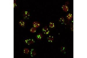 ABIN2563647 (10ug/ml) staining (red, AlexaFluor 555) of Drosophila S2 cells, co-stained with MG130 rabbit antibody (green, AlexaFluor 488). (Lava Lamp anticorps  (Internal Region))