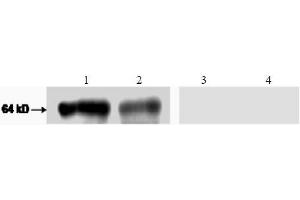 Western Blotting (WB) image for anti-Glypican 1 (GPC1) antibody (ABIN782099) (GPC1 anticorps)
