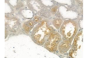at 1/100 staining human normal kidney tissue by IHC-P. (PDE4B/C/D anticorps)