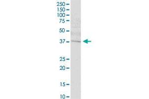 SETMAR MaxPab polyclonal antibody.