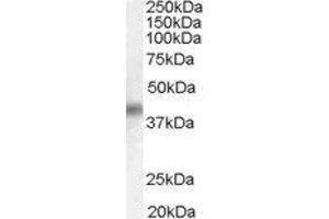 Dual Specificity Phosphatase 1 (DUSP1) peptide