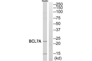 Western blot analysis of extracts from HuvEc cells, using BCL7A antibody. (BCL7A anticorps  (Internal Region))