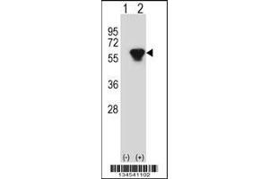 Western blot analysis of PRKAR2B using rabbit polyclonal PRKAR2B Antibody using 293 cell lysates (2 ug/lane) either nontransfected (Lane 1) or transiently transfected (Lane 2) with the PRKAR2B gene. (PRKAR2B anticorps  (AA 119-147))