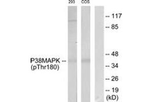 Western blot analysis of extracts from 293 cells and COS7 cells, using p38 MAPK (Phospho-Thr180) Antibody.