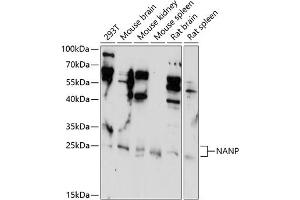 Western blot analysis of extracts of various cell lines, using NANP antibody (ABIN7268771) at 1:1000 dilution. (NANP anticorps  (AA 1-248))