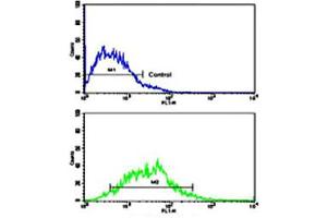 Flow cytometric analysis of MCF-7 cells using CDH13 polyclonal antibody (bottom histogram) compared to a negative control cell (top histogram). (Cadherin 13 anticorps  (C-Term))