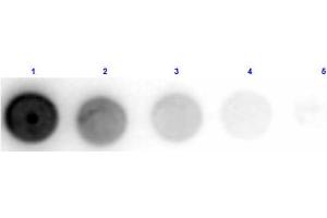 Dot Blot results of Sheep Anti-Glucose Oxidase Antibody. (Glucose Oxidase anticorps)