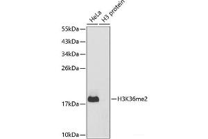 Western blot analysis of extracts of various cell lines using DiMethyl-Histone H3-K36 Polyclonal Antibody. (Histone 3 anticorps  (2meLys36))