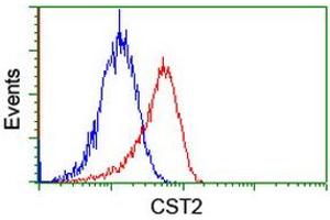 Image no. 2 for anti-Cystatin SA (CST2) antibody (ABIN1497757) (CST2 anticorps)