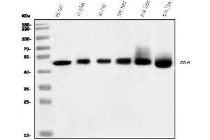 Western blot analysis of CD147/Bsg using anti-CD147/Bsg antibody (ABIN7601575).