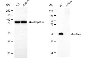 Western blotting analysis using X-linked inhibitor of apoptosis antibody (ABIN7800873).