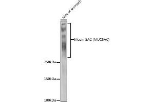 Western blot analysis of extracts of Mouse stomach, using Mucin 5AC (MUC5AC) antibody (ABIN7268694) at 1:1000 dilution. (MUC5AC anticorps  (C-Term))