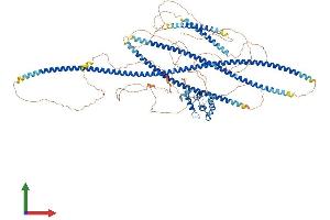 AlphaFold protein structure predicition of Mouse Recombinant Specc1 Protein, UniprotID Q5SXY1