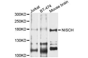 Western blot analysis of extracts of various cell lines, using NISCH antibody (ABIN5996418) at 1/1000 dilution. (Nischarin anticorps)