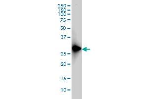 FRG1 monoclonal antibody (M01), clone 4A5 Western Blot analysis of FRG1 expression in Hela S3 NE .