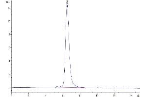 The purity of Human M-CSF is greater than 95 % as determined by SEC-HPLC.