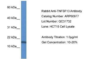 Western Blotting (WB) image for anti-Tumor Necrosis Factor (Ligand) Superfamily, Member 13 (TNFSF13) (Middle Region) antibody (ABIN2788639) (TNFSF13 anticorps  (Middle Region))
