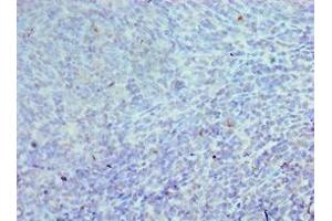 Immunohistochemistry of paraffin-embedded human tonsil tissue using ABIN7147088 at dilution of 1:100