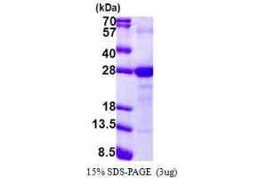 Lymphocyte Antigen 6 Complex, Locus G6F (LY6G6F) (AA 17-235) protein (His tag)
