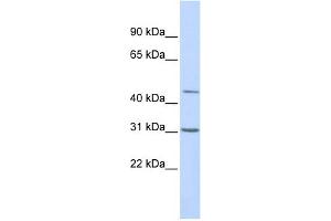 WB Suggested Anti-TEAD3 Antibody Titration:  0. (TEAD3 anticorps  (Middle Region))