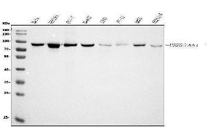 Western blot analysis of Hsp90 alpha using anti-Hsp90 alpha antibody (ABIN7602783).