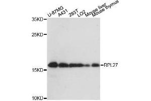 Western blot analysis of extracts of various cell lines, using RPL27 antibody. (RPL27 anticorps  (AA 1-136))