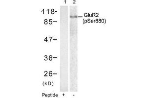 Western blot analysis of extracts from mouse brain tissue using Glutamate receptor 2(Precursor)(phospho-Ser880) antibody(Lane 2) and the same antibody preincubated with blocking peptide(Lane1). (GRIA2 anticorps  (pSer880))