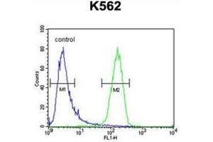 Flow cytometric analysis of K562 cells using IQCJ Antibody (C-term) Cat. (IQCJ anticorps  (C-Term))