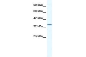 anti-ZFP589 antibody