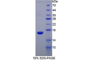 SDS-PAGE analysis of Mouse RNASE3 Protein. (RNASE3 Protéine)