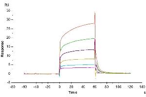 Mouse PD-1, hFc Tag captured on CM5 Chip via Protein A can bind Biotinylated Mouse PD-L1, His Tag with an affinity constant of 3.