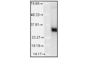 Validation of Capture Antibody: Western blot analysis of    HO-1 in    mouse tissues showing absolute specificity at    ~32kD (HMOX1 Kit ELISA)