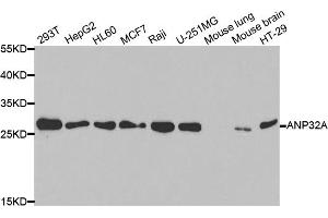 Western blot analysis of extracts of various cell lines, using ANP32A antibody. (PHAP1 anticorps)