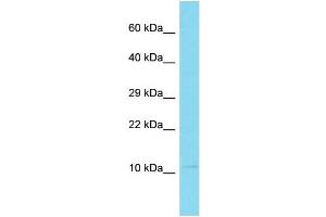 Host: Rabbit Target Name: C10orf25 Sample Type: U937 Whole Cell lysates Antibody Dilution: 1. (C10ORF25 anticorps  (N-Term))