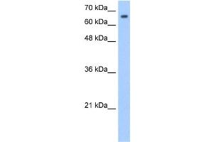 WB Suggested Anti-SYVN1 Antibody Titration:  1. (SYVN1 anticorps  (Middle Region))