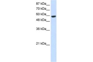 Western Blotting (WB) image for anti-Ring Finger Protein 14 (RNF14) antibody (ABIN2461721) (RNF14 anticorps)