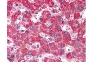 ABIN185151 (5µg/ml) staining of paraffin embedded Human Liver.