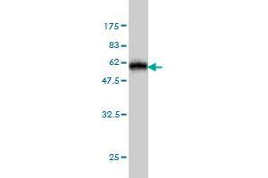 Western Blot detection against Immunogen (52.