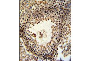 PHF13 Antibody IHC analysis in formalin fixed and paraffin embedded mouse testis tissue followed by peroxidase conjugation of the secondary antibody and DAB staining. (PHF13 anticorps  (C-Term))