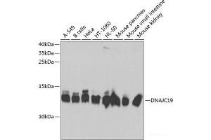 Western blot analysis of extracts of various cell lines using DNAJC19 Polyclonal Antibody at dilution of 1:1000. (DNAJC19 anticorps)