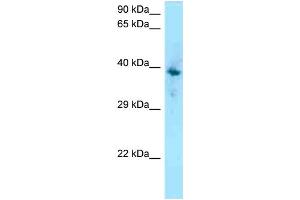 WB Suggested Anti-F2RL1 Antibody Titration: 1.