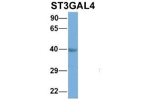 Host:  Rabbit  Target Name:  EGFL8  Sample Type:  Hela  Antibody Dilution:  1. (ST3GAL4 anticorps  (Middle Region))