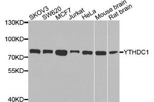 Western blot analysis of extracts of various cells, using YTHDC1 antibody. (YTHDC1 anticorps)