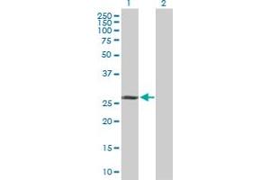 Western Blot analysis of TAF9B expression in transfected 293T cell line by TAF9B MaxPab polyclonal antibody. (TAF9B anticorps  (AA 1-251))