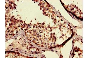 Immunohistochemistry of paraffin-embedded human testis tissue using ABIN7168651 at dilution of 1:100 (SEC14L3 anticorps  (AA 201-400))