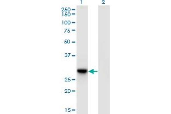 DNAJC27 anticorps  (AA 1-273)