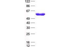 Validation with Western Blot (TRIM27 Protein (His tag))