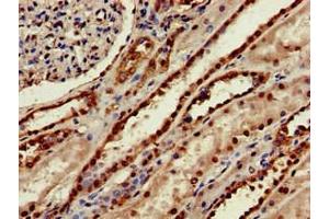 Immunohistochemistry of paraffin-embedded human kidney tissue using ABIN7159597 at dilution of 1:100